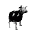 Polish Cow