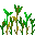Growing Wheat V